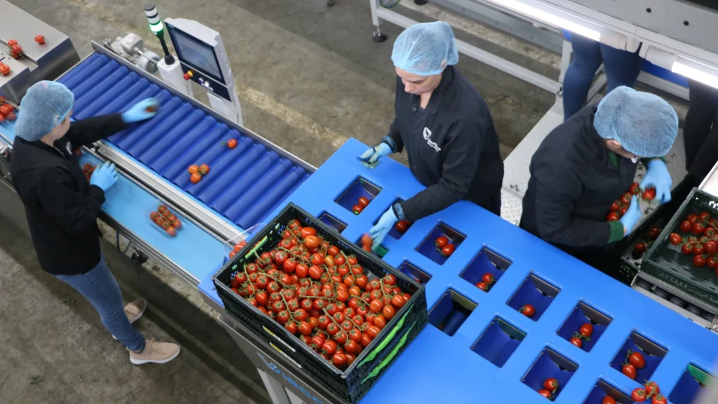 viscon-fresh-produce-tomato-packing-line-team