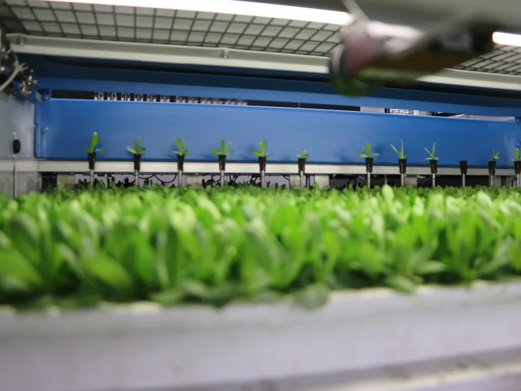 viscon-nursery-automation-lettuce-growing-line
