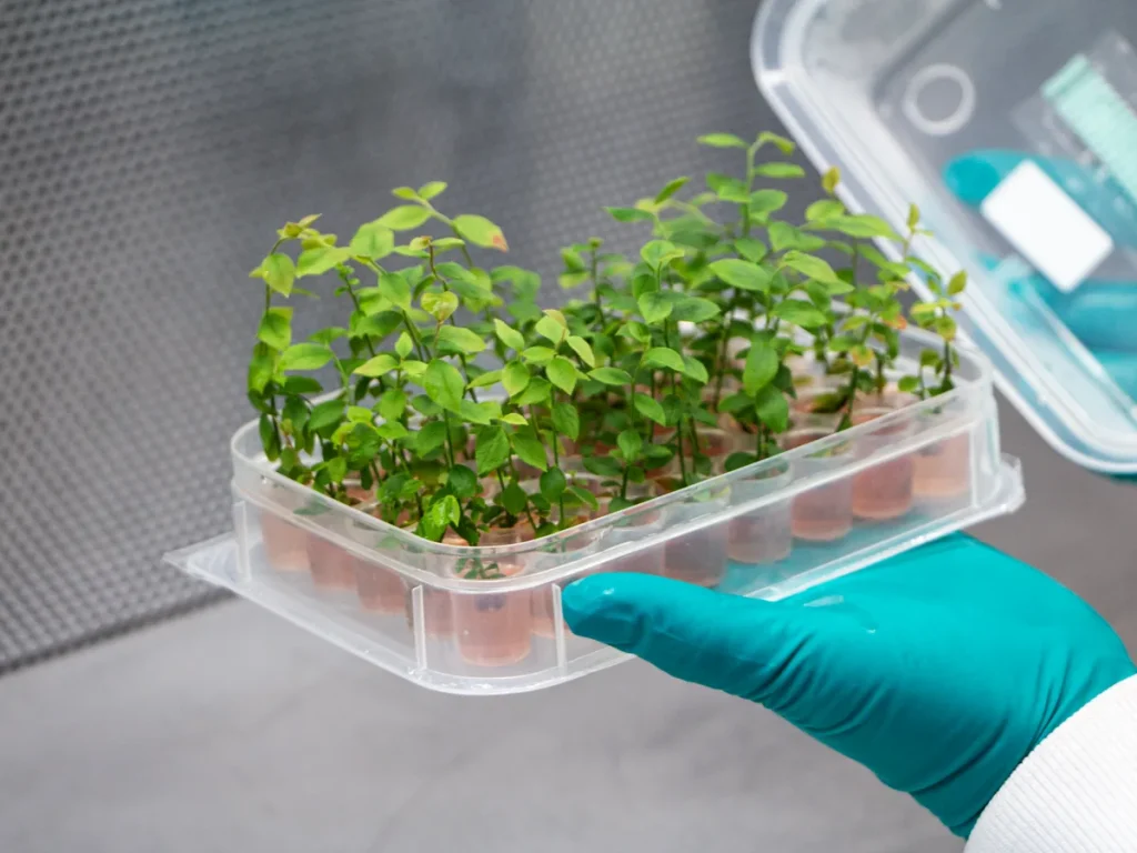viscon-plant-technology-seedling-tray-handling